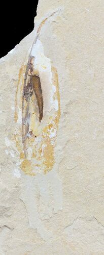 Cretaceous Fossil Squid - Preserved Ink Sac #48585